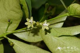 Image result for Pouchetia baumanniana