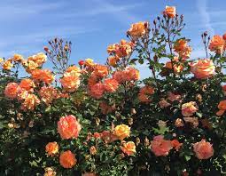 Tangerine skies climbing rose for sale. Tangerine Skies Arborose Star Roses And Plants