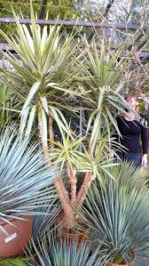 Remove unwanted leaves from both indoor and. Buy Yucca Elephantipes Jewel For Sale And Mail Order Online Plants To Purchase Norwich Norfolk Plants Plant Sale Yucca