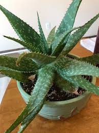 Almost all of those species are native to the western. Aloe Aloe North Carolina Extension Gardener Plant Toolbox