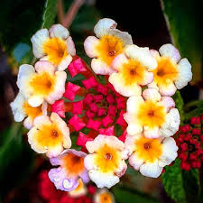 Anke Riewe Shared A Photo On Instagram Blumen Garten Flowers Flowerpower Flora Instaflower Amazing Flowersofinstagram In 2020 Instagram Flower Power Photo