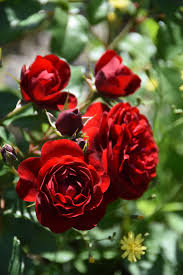 Free for commercial use no attribution required high quality images. Rose Red Plants Garden Flowering Beautiful Flower Flowering Plant Beauty In Nature Plant Pxfuel