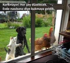 Sevgi Solak Adli Kullanicinin Gulumse Panosundaki Pin 2020 Komik Hayvanlar Gulumseme