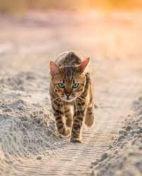 Pin By Cats Collection On The Wild Life Animals Beautiful Cats Cool Cats