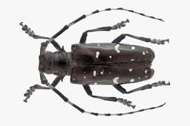 Woodland, especially with birch or pine. Asian Long Horned Beetle Wikipedia