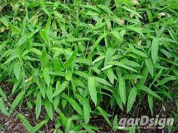 Large 25cm glossy leaves, held erect on tough pencil think culms. Sasa Tsuboiana Bambus Gestalte Deinen Garten