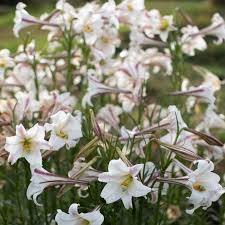 Image result for Lilium formosanum