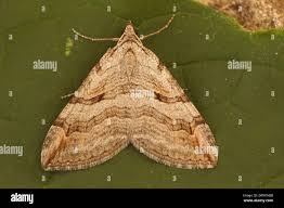 Image result for Aplocera efformata