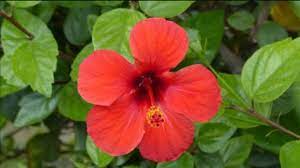 Care Of Hibiscus China Rose Gudhal Youtube