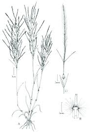 Image result for Stipagrostis hirtigluma