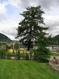 Facebook is showing information to help you better understand the purpose of a page. Larix Sibirica Sibirlerk Norwegian University Of Life Sciences Nmbu As Norway