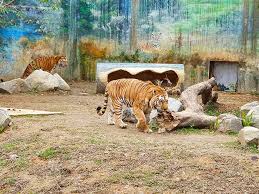 Japanese dictionary search results for 動物園 #kanji. æ–°ç«¹å¸‚ç«‹å‹•ç‰©åœ' æ–°ç«¹ Abicæ„›è²å®¢è¦ªå­éŠ