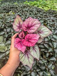 Image result for Begonia rex