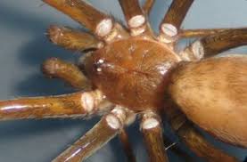 They are close relatives of ticks, mites and scorpions, which all belong in the group called arachnids. Southern House Spiders In Texas Bugs In The News