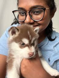 Lost poodle in Sengkang area near Blk 234 Compassvale Walk