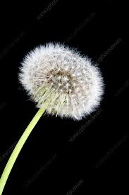 Image result for Taraxacum sp.