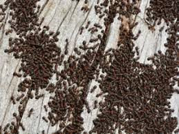 The average salary for a pest control technician is $50,343 per year in puyallup, wa. Pest Control Carpenter Ant Exterminators Companies Tacoma Federal Way University Place Wa Crawl Space Cleaning Repair Restoration Contractors Puyallup