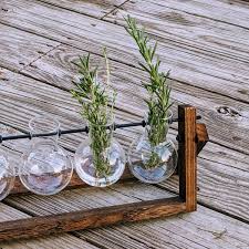Image result for rosemary cuttings