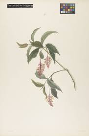 Image result for Psychotria auxopoda