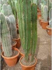 Venta De Cactus Online Space Garden Space Garden Eu
