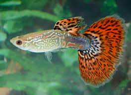 Silahkan cek beberapa jenis ikan guppy berikut. Harga 7 Jenis Ikan Guppy Tercantik Yang Akan Mempercantik Akuarium Kamu Kuya Hejo