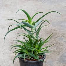 Image result for Aloe arborescens × inyangensis