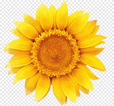 Gunakan bunga matahari png gratis ini untuk desain web, desain dtp, selebaran, proposal, proyek sekolah, poster, dan lainnya. Grafik Umum Bunga Matahari Biji Bunga Matahari Sawi Putih Lain Lain Bunga Matahari Png Pngegg