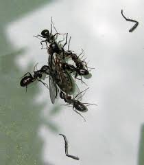 Datei Ruhland Grenzstr 3 Schwarze Wegameise Und Erbeutete Fliege Im Garten Sommer 06 Jpg Wikipedia