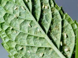 野菜の葉裏に寄生する白い虫 コナジラミの特徴と対策 畑は