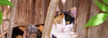 Do this by taking your cat on car rides prior to the veterinarian or grooming appointment. Faq S