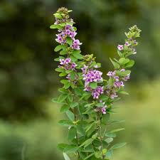 Image result for Landolphia violacea