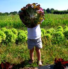 Cueillette A La Ferme Ferme Cano Sene Jardins De La Rosee Vraie Croix Babyrider