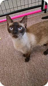 Click the small x to the right of a group's name and shelter # to report an error. 710 Cat S Meow Ideas In 2021 Cats Meow Cats Cat Adoption