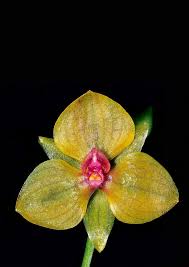 Image result for Malaxis weberbaueriana