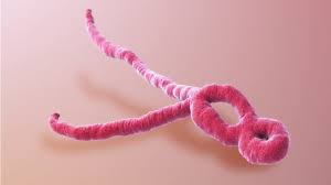 The first symptoms are usually fever, sore throat, muscle pain, and headaches. What Is Ebola Virus Ebola Virus Disease Summit Travel Health