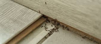 Abhängig vom alter und der stärke des nests ist eine beseitigung mit herkömmlichen mitteln. Ameisenbefall Im Haus Tipps Und Mittel Vom Schadlingsbekampfer