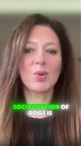 Seattle-based Trainer Damian Blanton is working with sweet Gemma during her  6-Week Board & Train—focusing