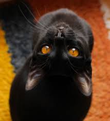 Green eyes, blue eyes, and copper eyes in persian cats how to know if the eye color will be green, blue or copper in your persian kittens. Bhavana Cats Black Cat Cute Cat Gif