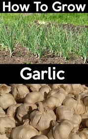 Pin On Garden Basics For Firstimers