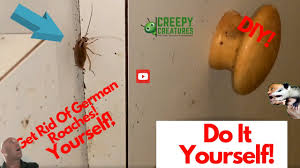 The german cockroach is often used in kitchens and also favors hot, humid spots like the bathroom. How To Get Rid Of German Roaches Use Only This Youtube