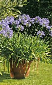 Schmucklilien Schmucklilie Garten Schattenpflanzen