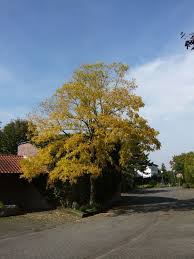 Gleditsia Triacanthos Sunburst Gold Gleditschie Die Gold Gleditschie Zeigt Im Jahresverlauf Viele Blattfarben Erst Gelb Tiefwurzler Kleine Baume Garten