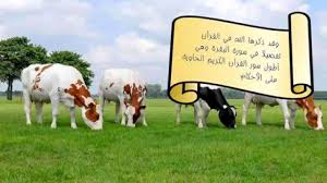 از طرفی هدف اصلی قرآن هدایت مردم است ﴿هدیً للمُتَّقینَ﴾(البقره:2) و بین تذکیر و تأنیث در زبان عربی و زن و مرد در جامعۀ انسانی تفاوت وجود دارد. Ù…Ø¹Ù„ÙˆÙ…Ø§Øª Ù„Ù„Ø§Ø·ÙØ§Ù„ Ø¹Ù† Ø§Ù„Ø¨Ù‚Ø±Ø© Ø¥Ù„ÙŠÙƒ Ù…Ø¬Ù…ÙˆØ¹Ø© Ù…Ù† Ø§Ù„Ù…Ø¹Ù„ÙˆÙ…Ø§Øª Ø¹Ù† Ø§Ù„Ø¨Ù‚Ø±Ø©