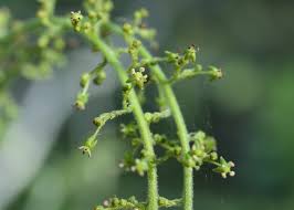 Image result for Brucea