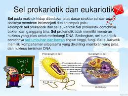 Sel hewan dan tumbuhan dan mitokandria 1. Biologi Sel Hewan Dan Tumbuhan Ppt