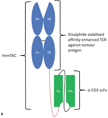 M205 is specific to native. David Vs Goliath The Structure Function And Clinical Prospects Of Antibody Fragments Abstract Europe Pmc