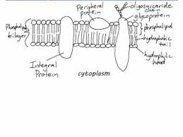 Ib Biology 2 4 1 Drawing A Plasma Membrane Youtube