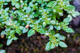 Image result for Pilea microphylla