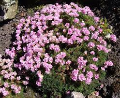 Image result for Emilia caespitosa