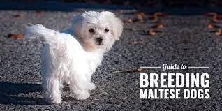 How To Breed Maltese Dogs Breeding Business